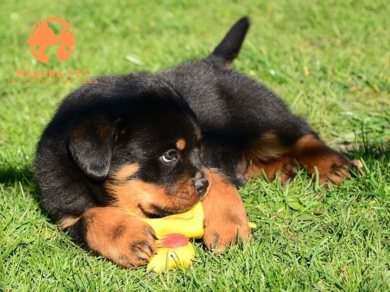 Mua Bán Chó Rottweiler Thuần Chủng Tphcm